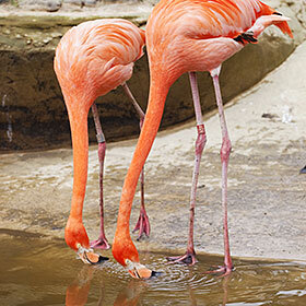 Un flamant rose parvient à avaler la tête à l’envers.