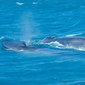 La langue de la baleine bleue et un Hummer ont environ le même poids.