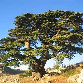 Cedar is the most widespread species of tree in the forests of Lebanon.