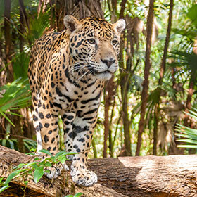 The jaguar lives in America.