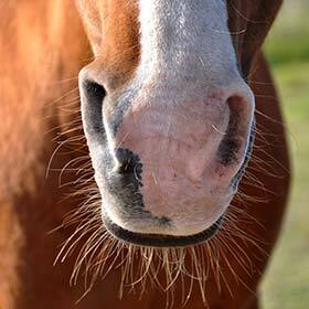 As horses evolved, their vibrissae (whiskers) lost their usefulness.