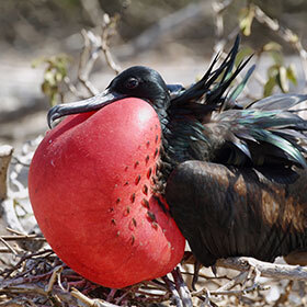 There are between 9000 and 10,000 species of birds worldwide.