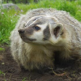 Badgers move 40 tons of earth to build their burrows.