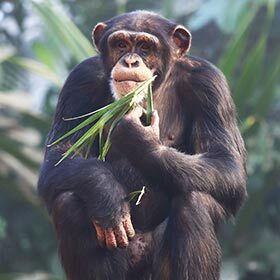 Les chimpanzés et les bonobos sont parfois carnivores.
