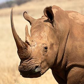La vision aiguisée du rhinocéros lui permet de détecter un intrus qui s’immisce sur son territoire à plus de 400 m (1300 pi).