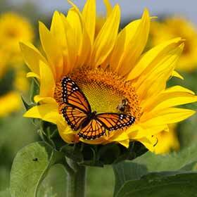 A sunflower can reach 10 ft. (3 m) high.