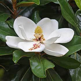 Comme « poubelle », le mot « magnolia » est une antonomase (un nom propre devenu nom commun).