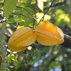 La carambole est un petit fruit tropical.