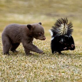 Skunks don’t know how to aim.