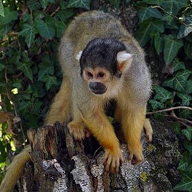 The squirrel monkey sometimes shares its nest with squirrels.