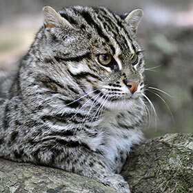 The fishing cat is very peaceful.