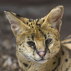 The serval lives in the forests of northern Asia.