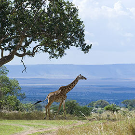Serengeti plain is a savanna located in Tanzania and Kenya.