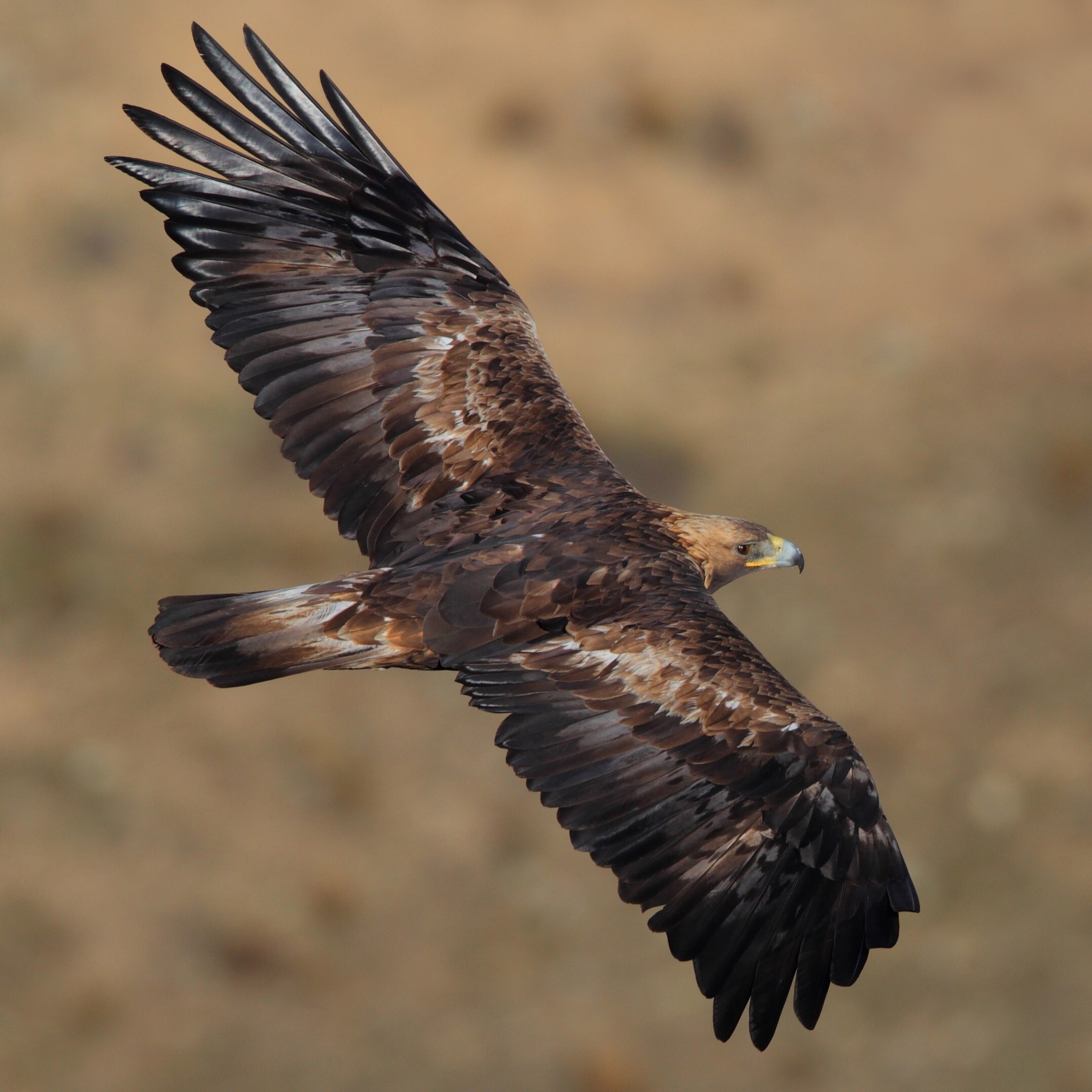 The eagle suffers from myopia.