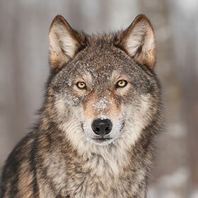 The first wolves were domesticated about 3,000 years ago.