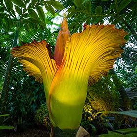 L’arum titan exhale une forte odeur de viande avariée perceptible à près de 1 km (0,6 mi) de distance.