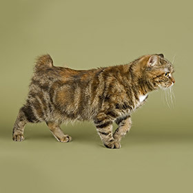 Le manx, une race de chats sans queue ou à la queue très courte, est originaire de l’île de Man, située entre l’Angleterre et l’Irlande.