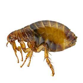  A flea can jump more than 200 times its height.