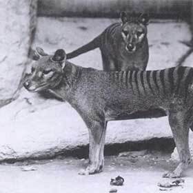 The Tasmanian tiger (thylacine) became extinct in 1936.