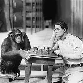 L’homme descend du chimpanzé.
