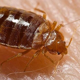 A single bedbug can lay 150 eggs in a mattress.