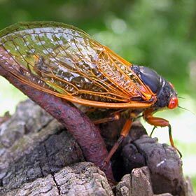 The periodical cicada emerges from the earth every 17 years.