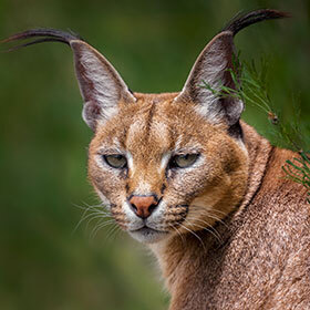 The caracal lives in the tropical forests of South America.