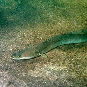 European eels leave European rivers to spawn in the Sargasso Sea, across the Atlantic Ocean.