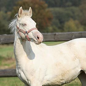 Il existe des animaux albinos.