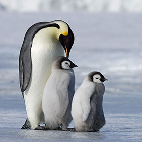 Penguins are not predators.