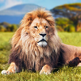 Le lion est le seul félin à véritablement chasser en groupe.