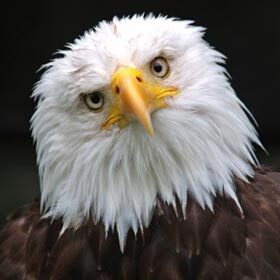 From more than 5000 ft. (1500 m) in the air, an eagle can spot a rodent measuring only 6 in. (15 cm) running in a field.