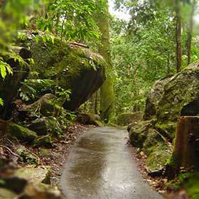Like central Africa, the center of Australia is home to a rich tropical forest.