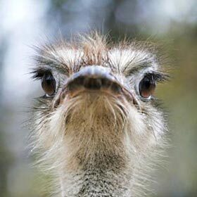 The ostrich is the “camel” of birds.