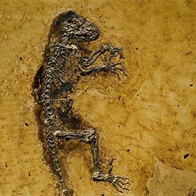 The Messel Pit Fossil Site is known for its dinosaur fossils.