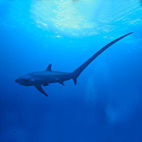 Le requin-renard utilise sa queue pour étourdir ses proies.