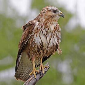A hawk can spot rodents from a distance of 3,000 m (10,000 ft.).