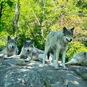 Wolves live without a leader.