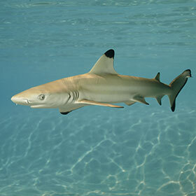 Young blacktip reef sharks often swim in schools.