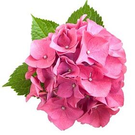 L’accord est bon dans « j’ai demandé qu’on rajoute un hortensia rose dans le bouquet ».