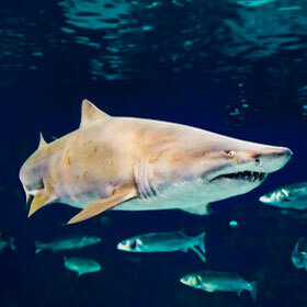 Despite its name, the tiger shark is harmless to humans.