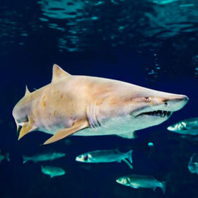 Malgré son nom, le requin-tigre est inoffensif pour l’homme.