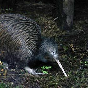 Kiwis detect worms by their smell.