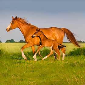 Penicillin is made from mare urine.