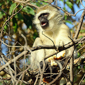 The vervet monkey uses different alarm calls, depending on the predator threat.