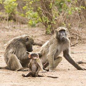 During the day, baboons live almost exclusively on the ground.