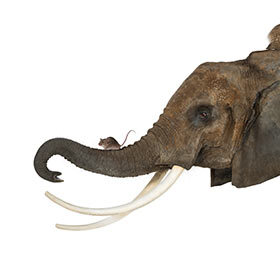 Les éléphants ont peur des souris.