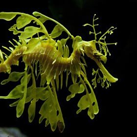 The leafy seadragon is not a fish.