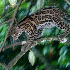 The margay lives in the forests of Texas and northern Mexico.