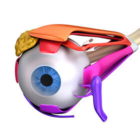 There are 48 muscles that control the movement of each eye.